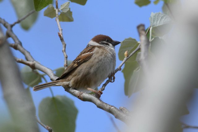 Moineau friquet / Eurasian Tree Sparrow
